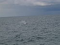 Obraz 497